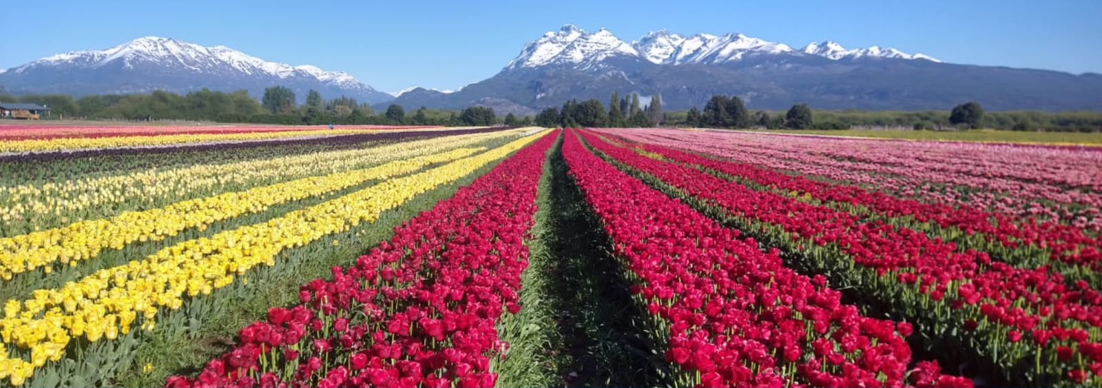 Paquete de Alojamiento  de 3 noches + Tour Full day Campo de Tulipanes vista