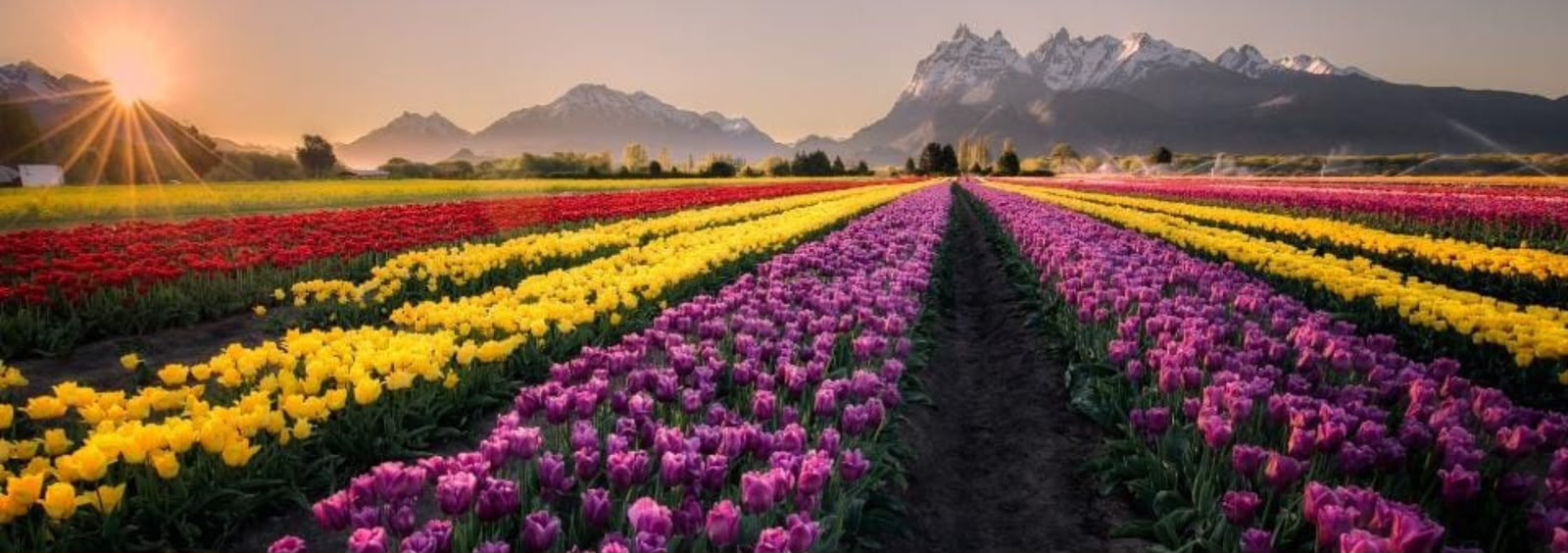 Paquete de Alojamiento  de 3 noches + Tour Full day Campo de Tulipanes