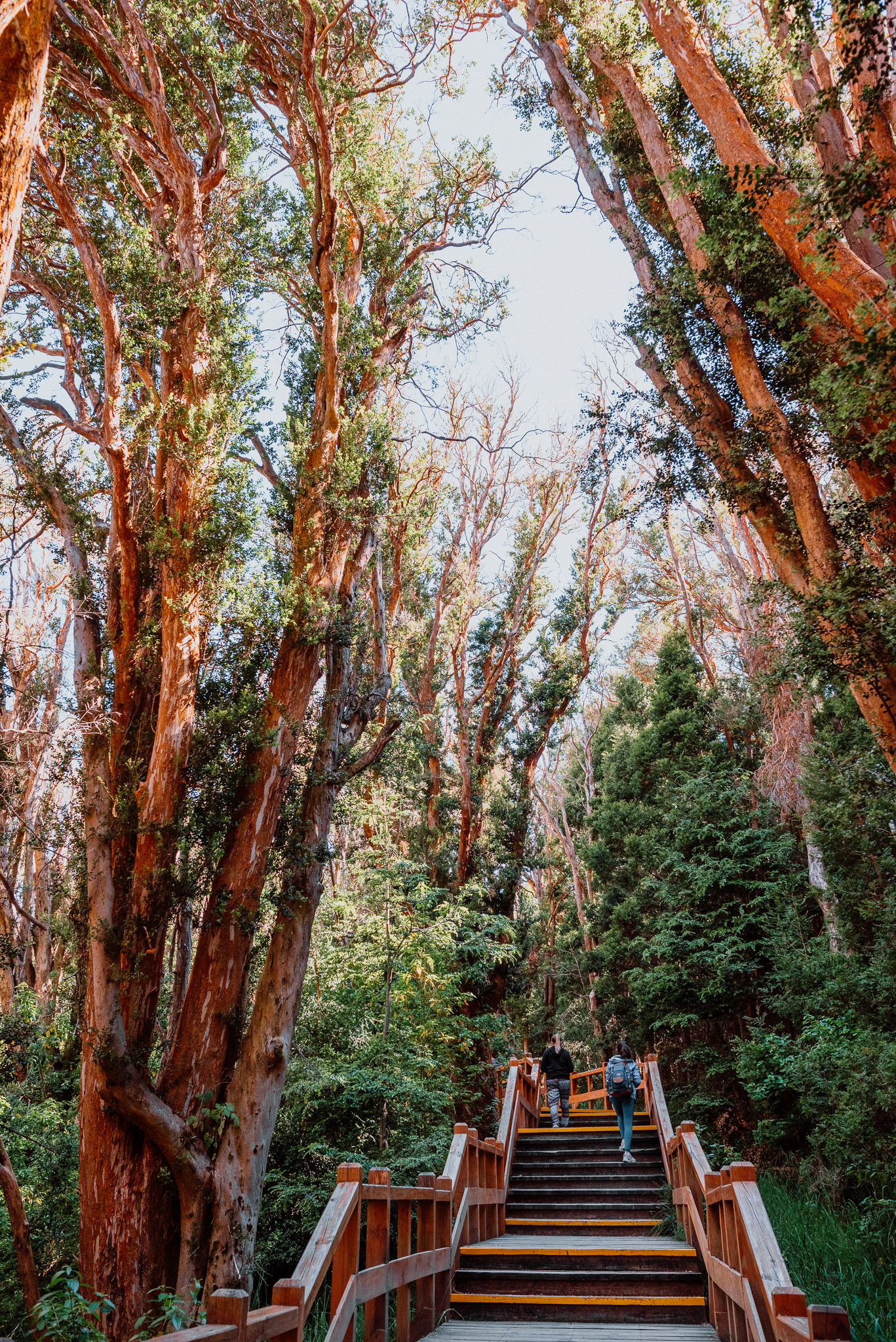 Isla Victoria y Bosque de Arrayanes con Traslado vista