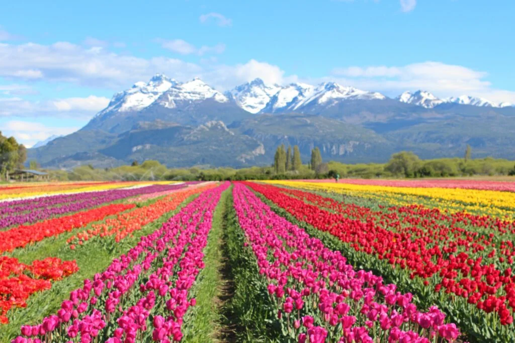 Campo de Tulipanes (Válido únicamente durante Octubre)