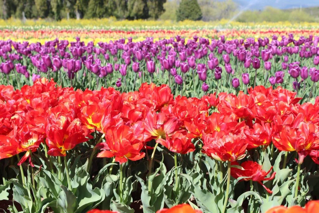 Campo de Tulipanes (Válido únicamente durante Octubre) paisaje