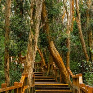 Isla Victoria y Bosque de Arrayanes