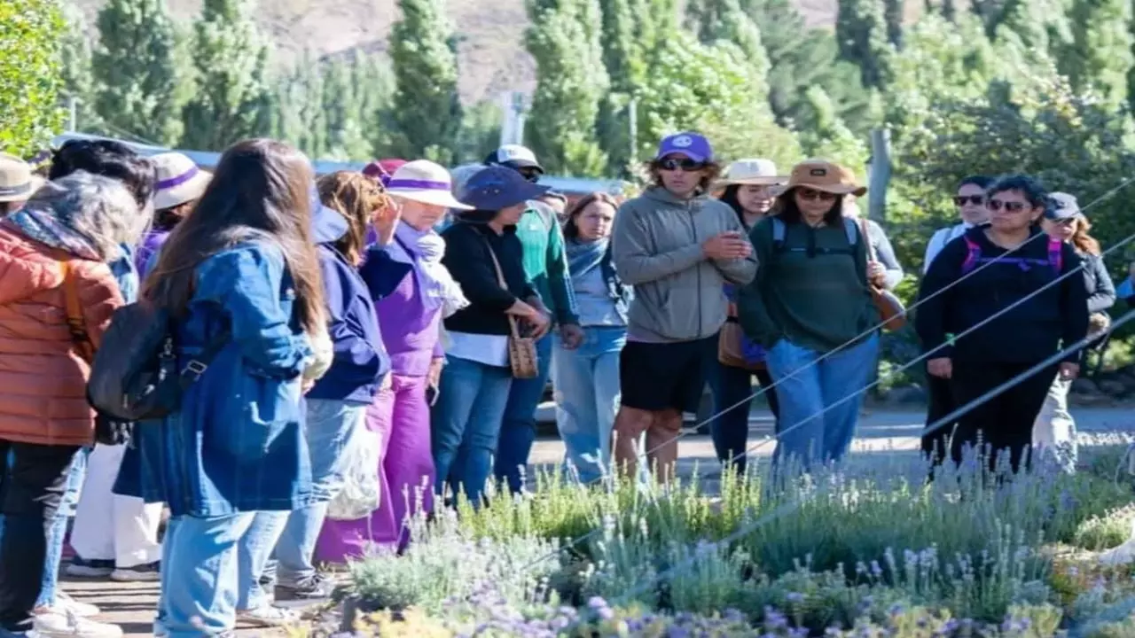 campos-de-lavanda-con-merienda_36564_202409061150034