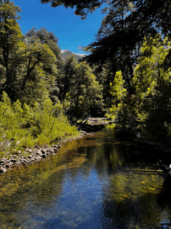 Bosque tour bariloche (1)
